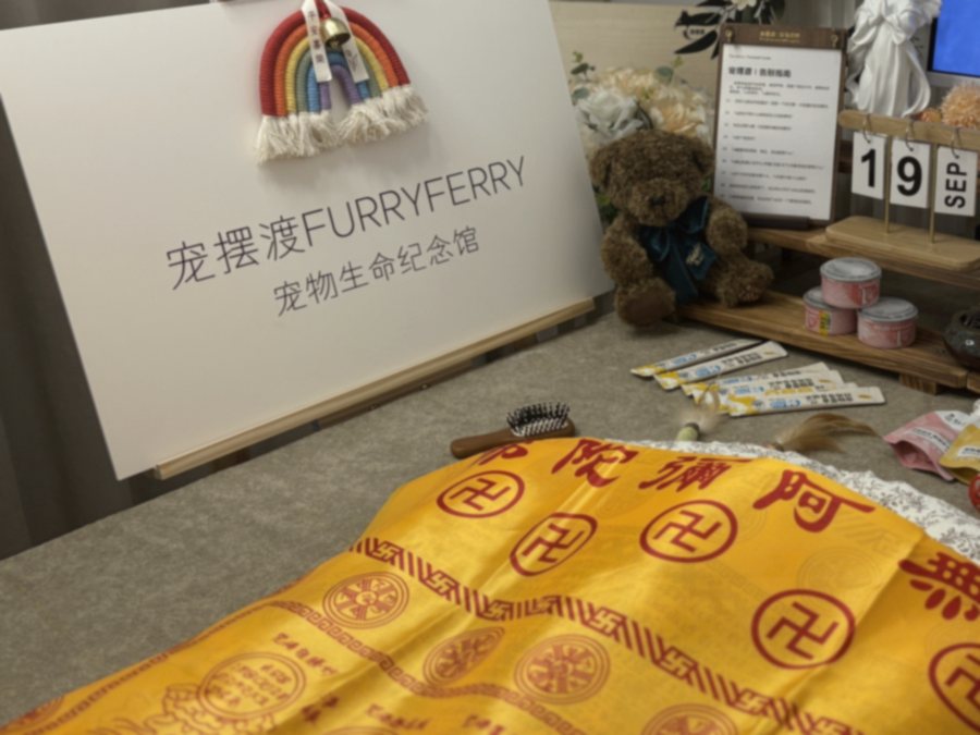 双手轻托猫咪 paws 的温暖瞬间